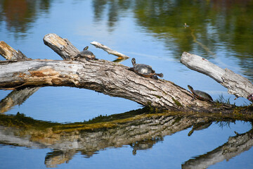 turtles on a log