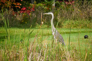 great blue heron