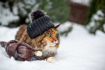 A tricolor Maine Coon cat in a black knitted hat with a bubo lies on the snow with a scarf