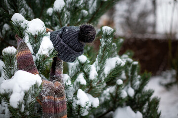 A black knitted hat with a bubo and a striped scarf hang on pine branches sprinkled with snow