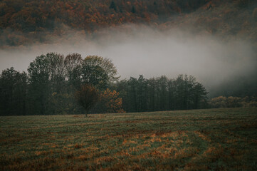 Embracing the Melancholic Hues of an Autumn Meadow's Solitude