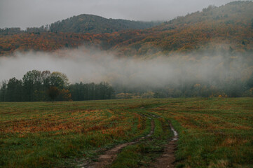 Mournful Elegance: The Pensive Beauty of a Fog-Enshrouded Autumn Morning