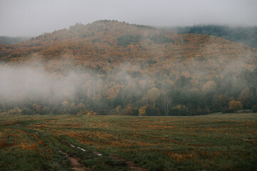 Whispers of Solitude: A Melancholic Symphony in Brown and Gray on a Fog-Enveloped Autumn Morning