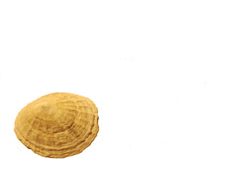 Beige barnacle on a plain white background