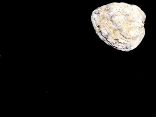 White oyster shell on a plain black background