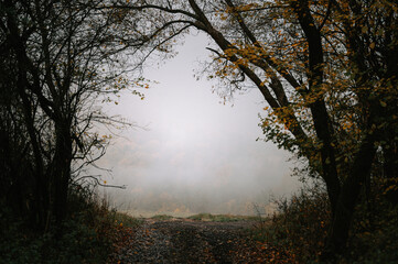 Melancholic foggy autumn morning, with colors of brown and gray. Depressive autumn mood, edit space