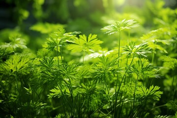 Naklejka premium Vibrant crop of freshly grown dill on modern green plantation, bathed in bright sunshine