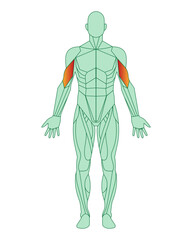 Figure of a man with highlighted muscles. Highlighted in red biceps of arms or shoulders. Male muscle anatomy concept.  Vector illustration isolated on white background.