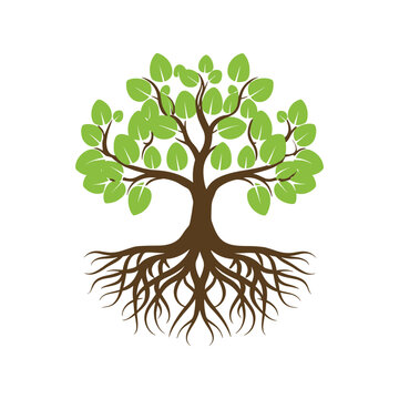 recommend clip art: Tree with roots vector illustration