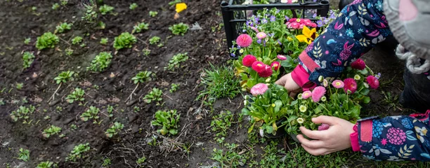  A little farmer plants pansies in a flower bed in the spring. © Maryna