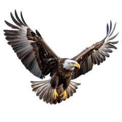 Bald eagle flying on white background.