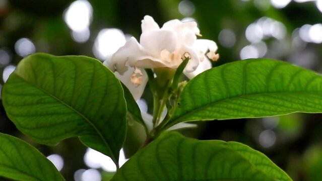Plate glass flowers are shaped like white jasmine flowers with wider, dark green leaves
