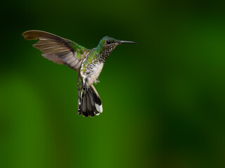 Female White-necked Jacobin in flight on green background
