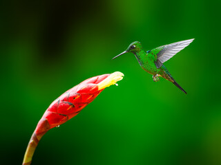 Green-crowned brilliant Hummingbird in flight collecting nectar from the red cane flower on green background