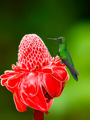 Green-crowned brilliant Hummingbird on red etlingera flower against green background