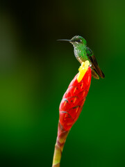 Violet-fronted Brilliant on red cane flower against green background