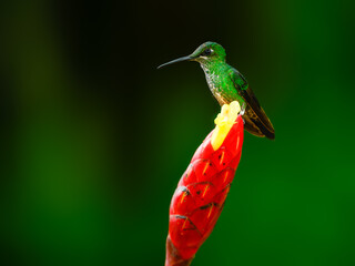 Violet-fronted Brilliant on red cane flower against green background