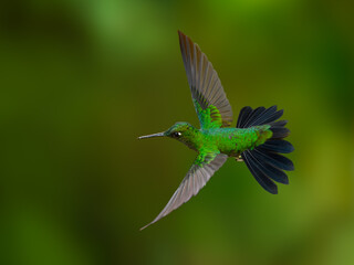Fototapeta premium Green-crowned brilliant Hummingbird in flight on green background