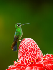 Violet-fronted Brilliant on red etlingera flower against green background