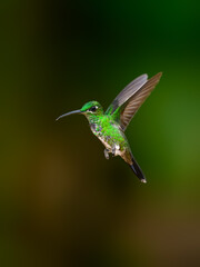 White-whiskered Hermit in flight against green background