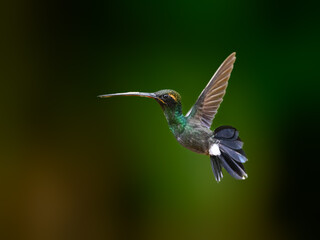 White-whiskered Hermit in flight against green background