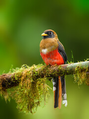 Female Masked Trogon on mossy stick on green background