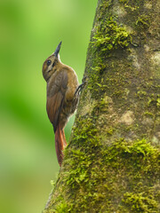 Plain-brown Woodcreeper on tree trunk against green background