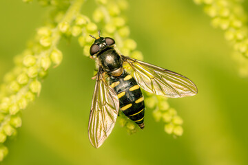 Top view on a small hoverfly on flowers with blurred background and copy space