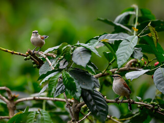 Black-crowned Tchagra on a plant with green leaves against green background