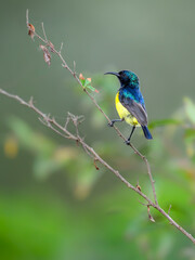 Variable Sunbird or Yellow-bellied Sunbird on stem of a plant