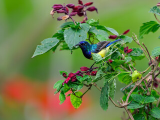 Variable Sunbird or Yellow-bellied Sunbird on a plant with flowers