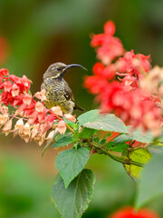 Female Scarlet-chested Sunbird on tree branch with red flowers