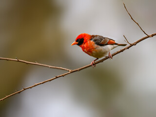 Red-headed Weaver on tree branch