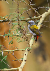 African Gray Woodpecker on tree branch  