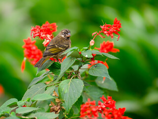Thick-billed Seedeater feeding on red flowers