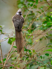 Speckled Mousebird on tree branch with green leaves