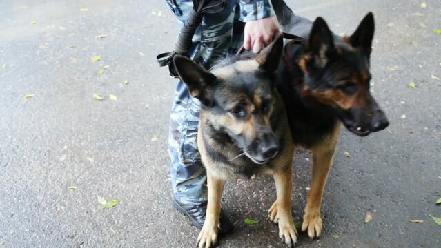 Canine handler in form of khaki holding two German Shepherds