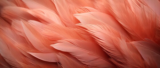 pink feather bird background