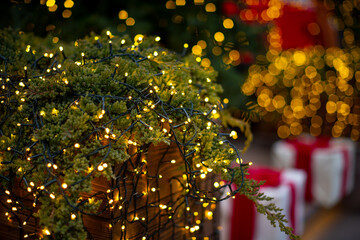 Green ground cover juniper in a wooden pot, shrouded in a luminous New Year's garland against the...
