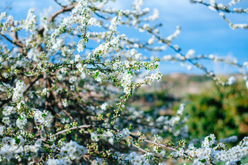 The branches are full of blooming white almond flowers and fresh green leaves.