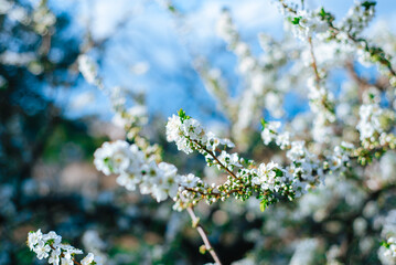 Closeup of a branch full of blooming white almond flowers and fresh green leaves.