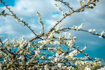 Closeup of a branch full of blooming white almond flowers and fresh green leaves on a cloudy sky background