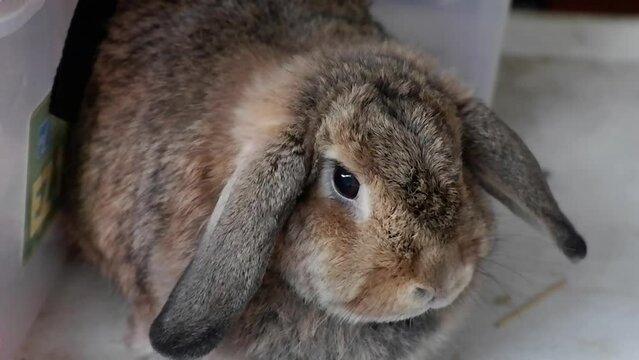 A cute Holland Lop rabbit with a fat, brown body with drooping ears
