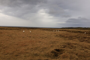 Fototapeta premium The Snæfellsjökull National Park, in Icelandic Þjóĭgarĭur Snæfellsjökull, is a national park of Iceland located in the municipality of Snæfellsbær