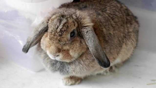A cute Holland Lop rabbit with a fat, brown body with drooping ears