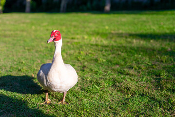 Big white musk duck walking in a city park on green grass