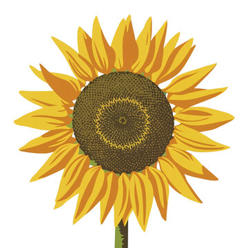 Sunflower in Sunshine Drawing