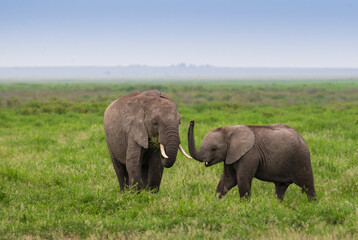 Naklejka na ściany i meble Rodzina słoni na sawannie Parku Narodowego Amboseli Kenia