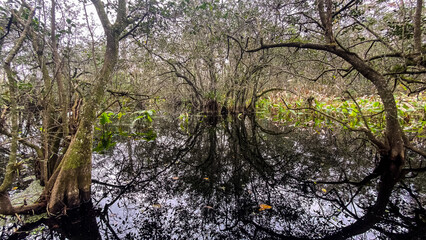 Corkscrew Swamp Sanctuary Vegetation and Water Reflections