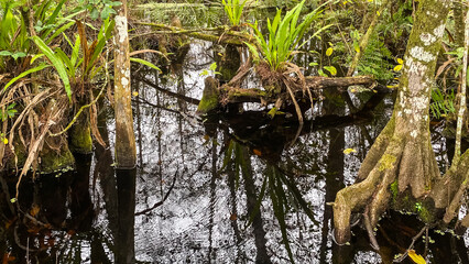 Corkscrew Swamp Sanctuary Vegetation and Water Reflections